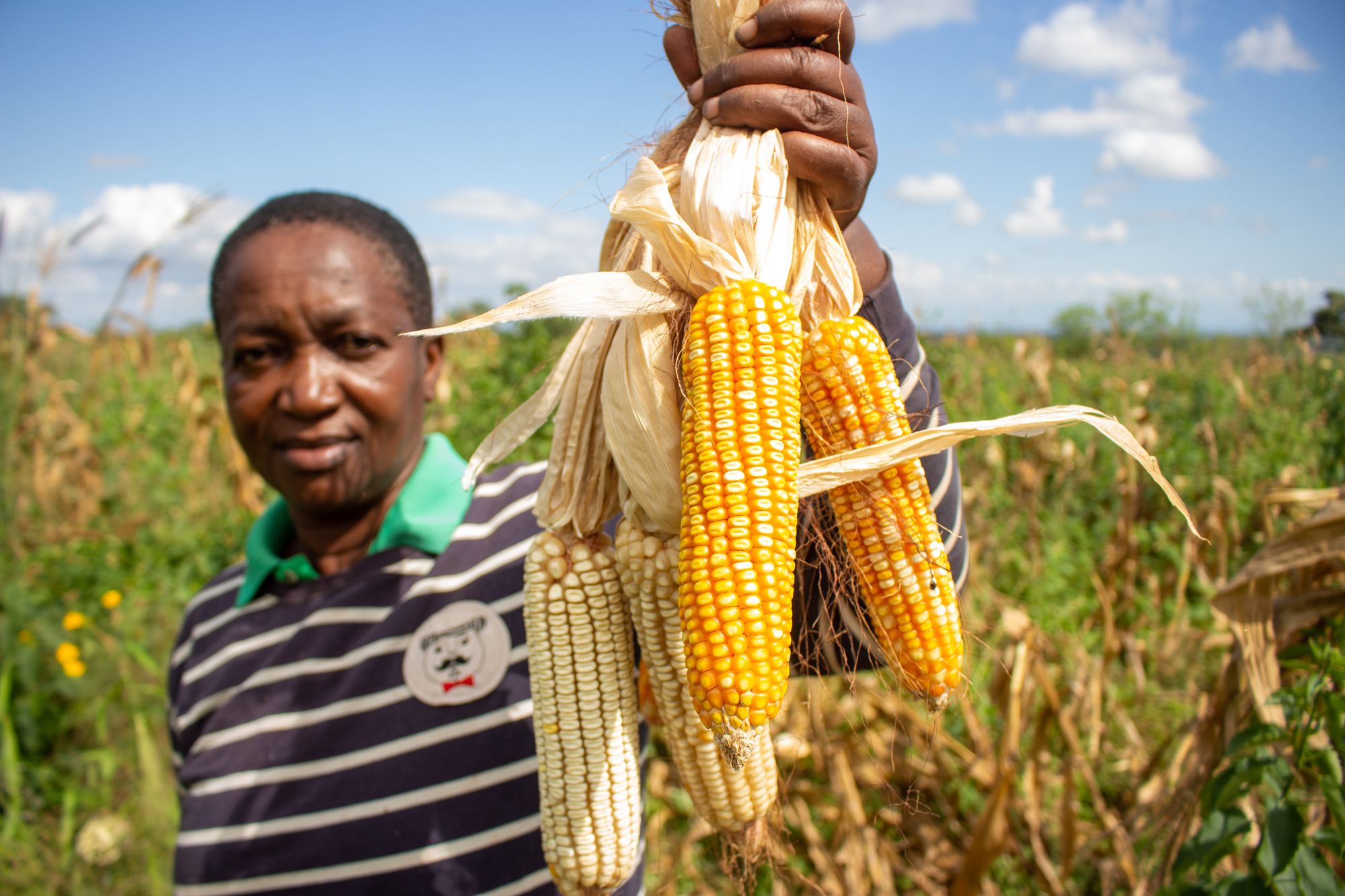 Farmer holding a freshly harvested maize crop